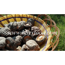 Whole Dried Smooth Mushroom/Good Taste 3-5cm